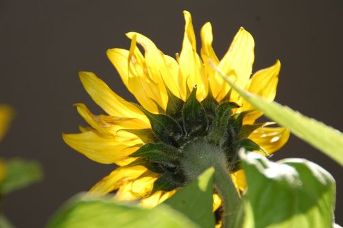 sun flower yellow flower