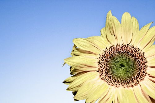 sun flower yellow blossom