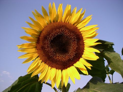 sun flower bloom petals