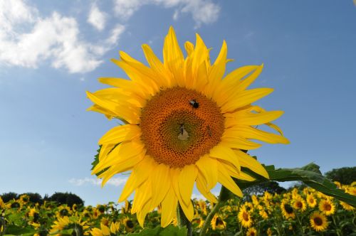 sun flower bee nature