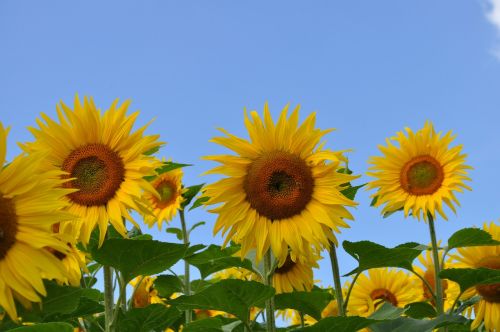 sun flower bee nature