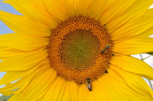 sun flower bee nature