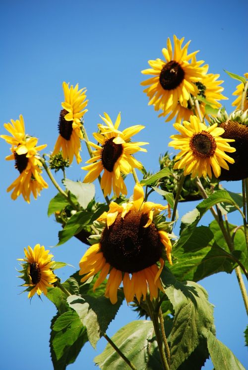 sun flower flower summer