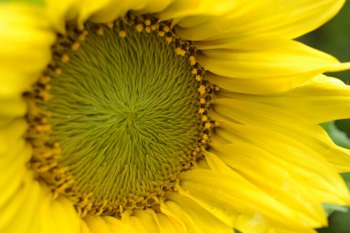 sun flower yellow nature