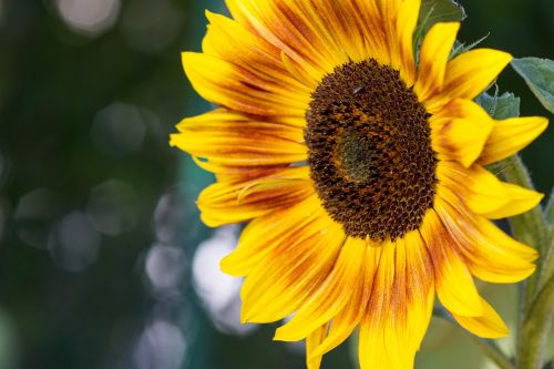 sun flower helianthus annuus macro