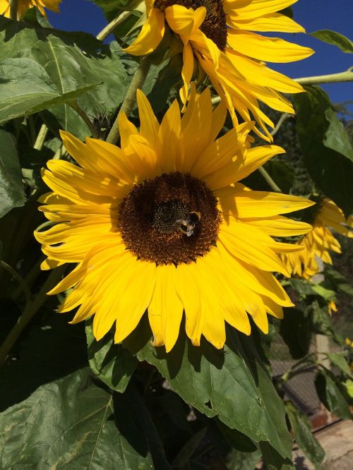 sun flower hummel flower