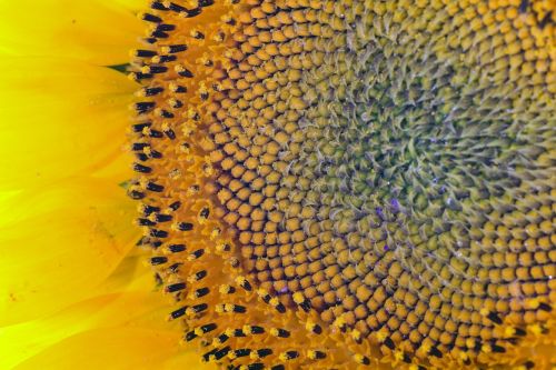 sun flower macro detail