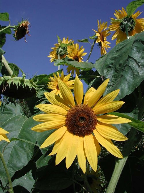 sun flower garden nature