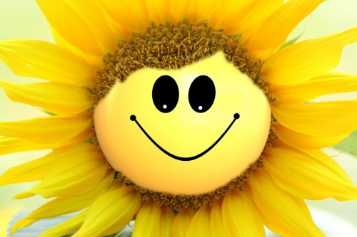 sun flower flower smiley