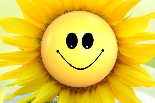 sun flower flowers smiley