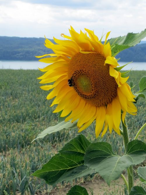 sun flower blossom bloom