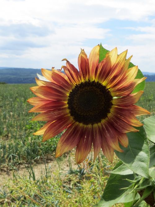 sun flower blossom bloom