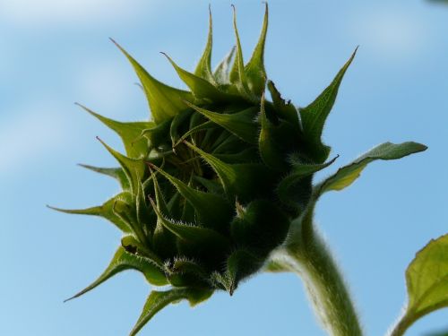 sun flower helianthus annuus bud