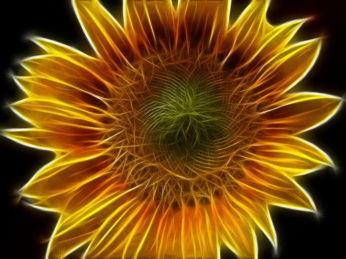 sun flower abstract edited