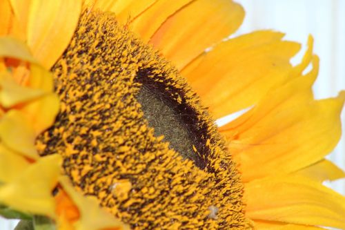 sun flower plant flower