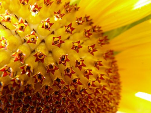 sun flower inflorescence flower basket