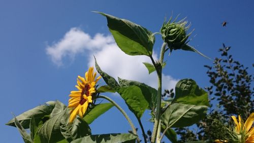 sun flower sky clouds