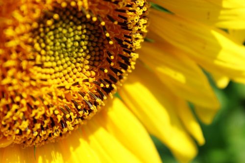sun flower flower yellow