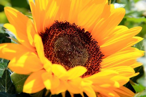 sun flower summer blossom