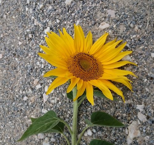 sun flower flower yellow