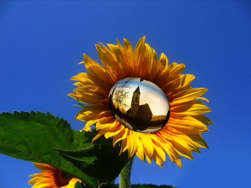 sun flower yellow flower