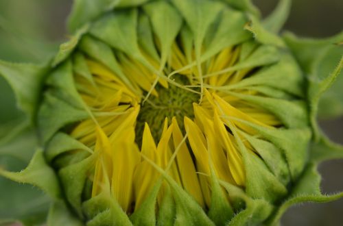 sun flower herbal oils vegetarian