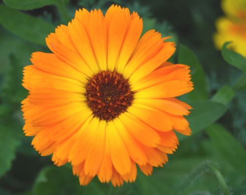 sun flower sun orange