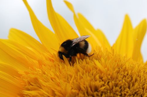 sun flower hummel flower