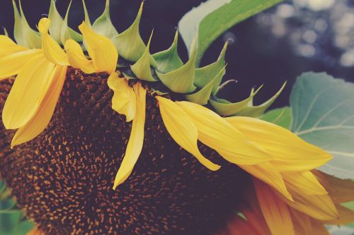 sun flower yellow blossom