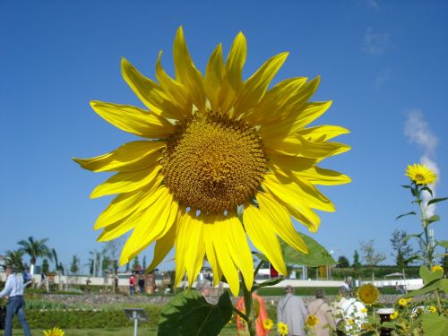 sun flower sunflower seeds plant