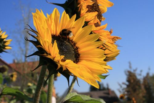 sun flower bee sky