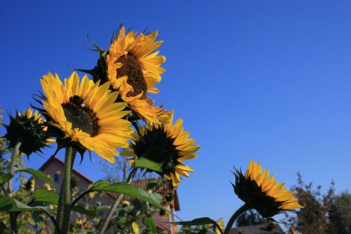 sun flower bee sky