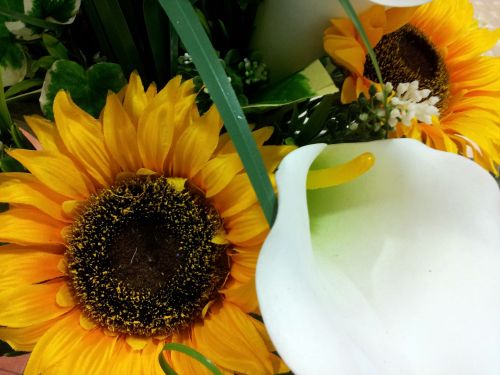 Sunflower And White Lily Flower