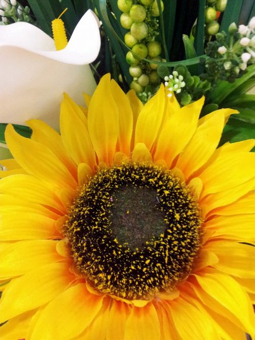 Sunflower And White Lily Flower