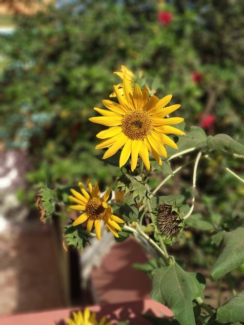 sun flower flower yellow  nature  summer