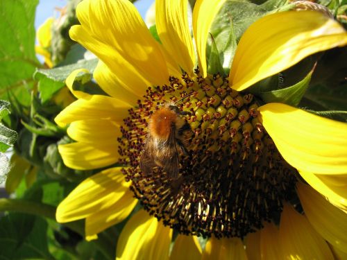 sun flower hummel bee sun flower