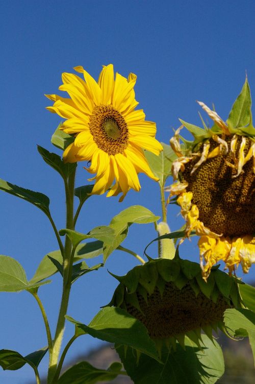 sun flowers garden plant