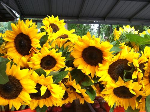 sun flowers garden bloom