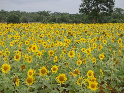 sun flowers garden flower