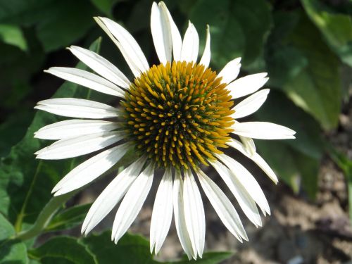 sun hat flower white