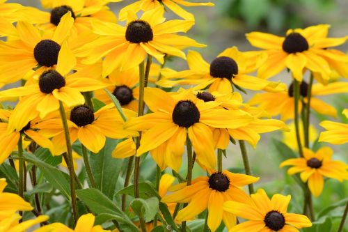 sun hat yellow yellow flowers