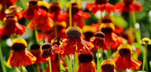 sun hat echinacea purpurea summer