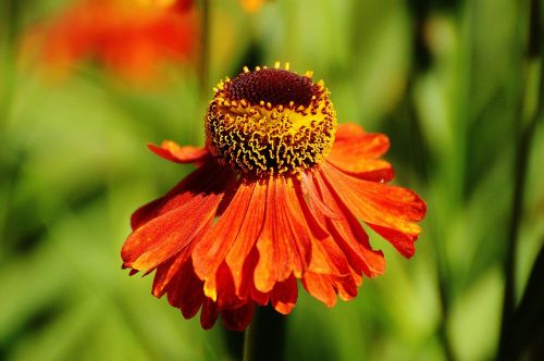 sun hat echinacea purpurea summer