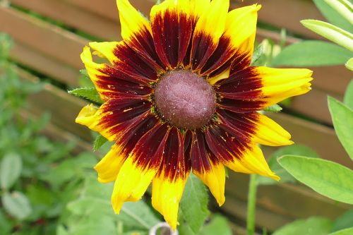 sun hat macro plant