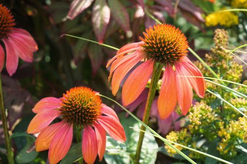 sun hat flower blossom