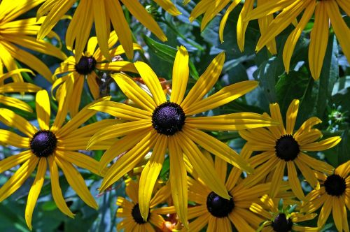 sun hat shrub yellow coneflower