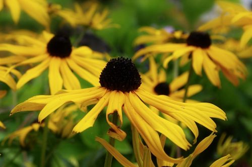 sun hat flowers summer