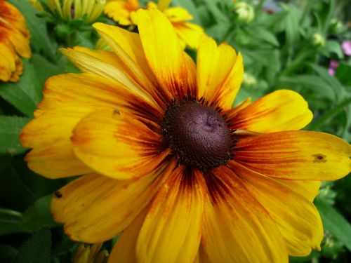 sun hat nature yellow