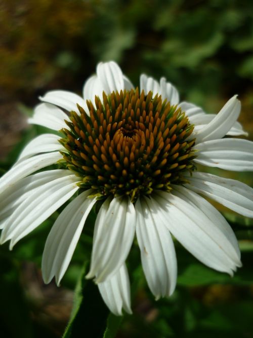 sun hat white blossom