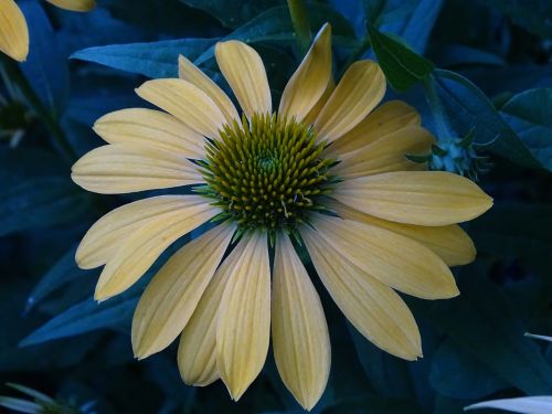 sun hat shining coneflower echinacea